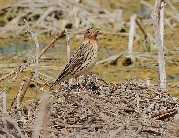 Piula gola-roja  - Lluis Mir Pla
