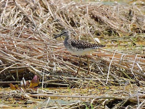 Valona  - Lluis Mir Pla