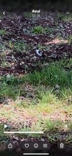 Papamosques de collar  - Oriol Ribas