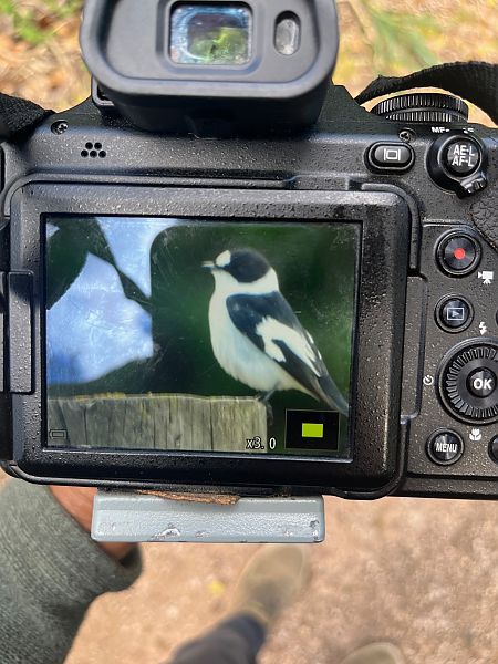 Papamosques de collar  - Oriol Ribas