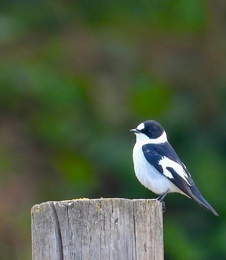 Gobemouche à collier  - Oriol Ribas