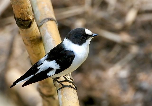 Papamosques de collar  - Oriol Ribas