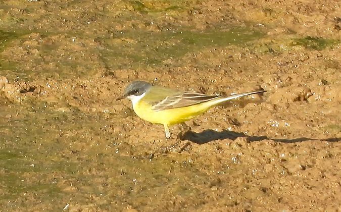 Cuereta groga  - Oriol Ribas