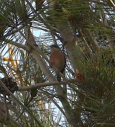 Tallarol de Moltoni  - Oriol Ribas