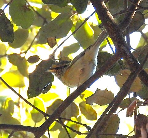 Mosquiter reietó  - Antoni Mariné