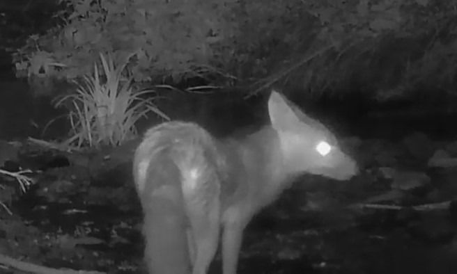 Guineu, guilla  - Antoni Mariné