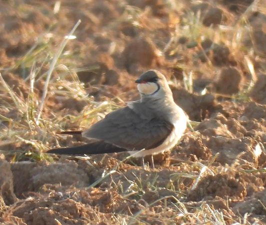 Perdiu de mar  - Antoni Mariné