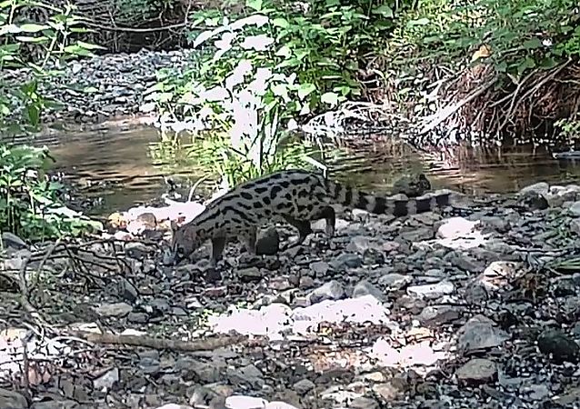 Geneta, gat mesquer  - Antoni Mariné
