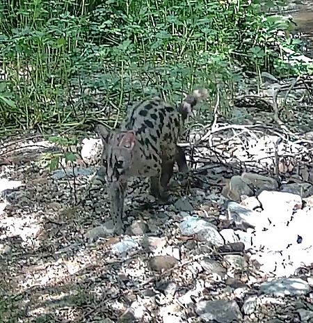 Geneta, gat mesquer  - Antoni Mariné