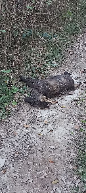 Guineu, guilla  - Enric Marrodán Torrents