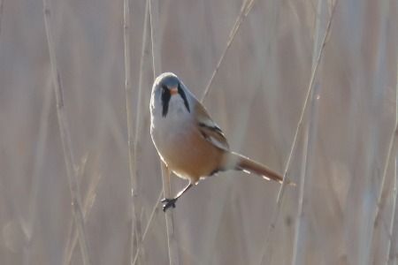 Mallerenga de bigotis  - Xesco Puigdomenech