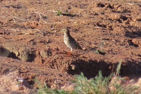 Titella  - Xesco Puigdomenech