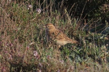 Terrerola vulgar  - Xesco Puigdomenech