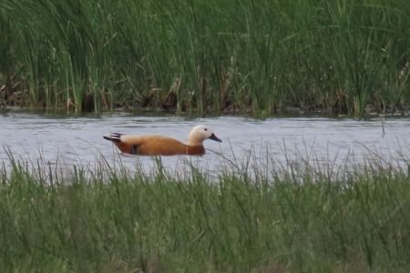 Ànec canyella  - Xesco Puigdomenech