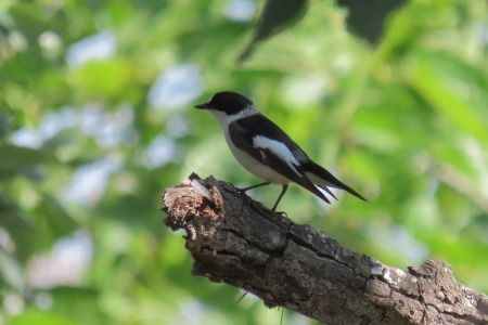 Papamosques de collar  - Xesco Puigdomenech