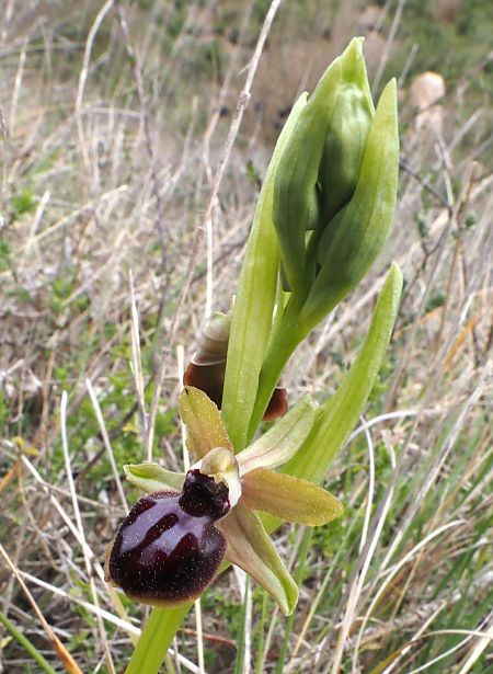 Ophrys passionis  - Josep Escolà