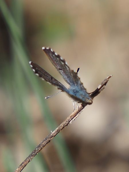 Blaveta de la farigola  - Josep Escolà