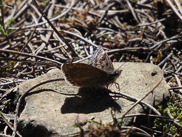 Fúria  - Josep Escolà