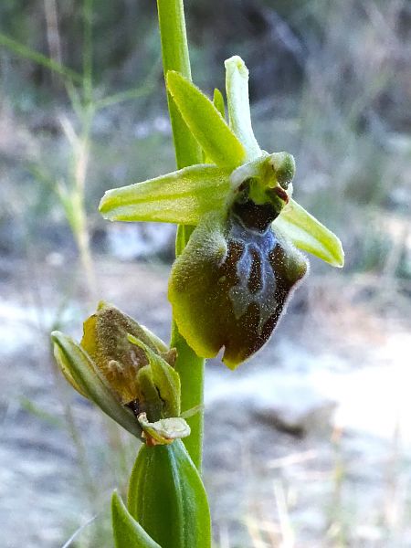 Ophrys arachnitiformis  - Josep Escolà