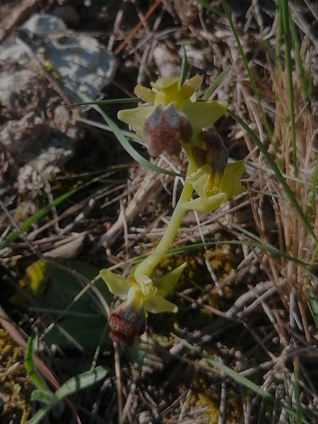 Ophrys forestieri  - Josep Escolà