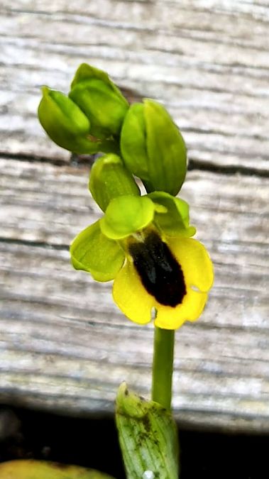 Ophrys lutea  - Josep Escolà