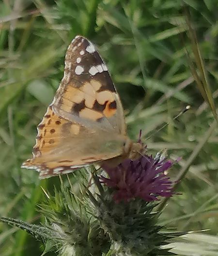 Migradora dels cards  - Josep Escolà