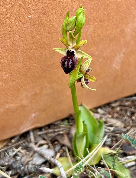 Ophrys passionis  - Joan Gimestells