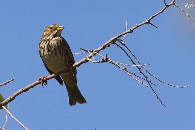 Cruixidell  - Lluís Vilamajó