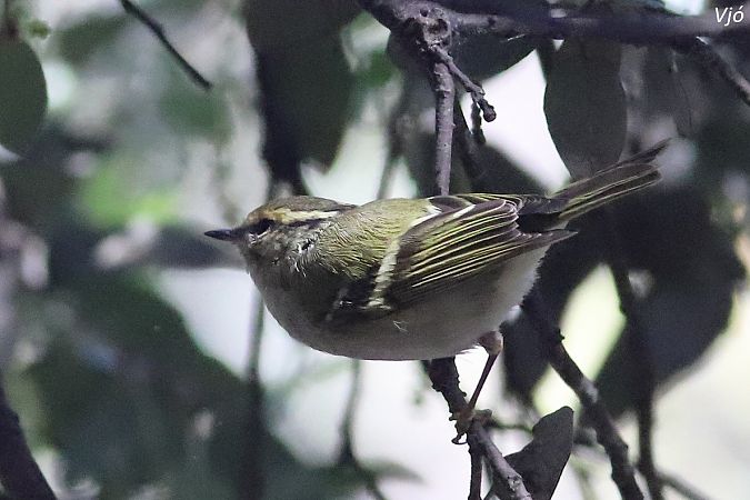 Mosquiter reietó  - Lluís Vilamajó
