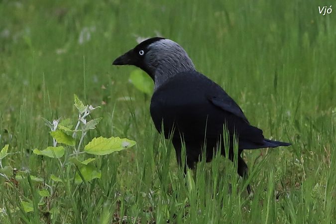 Gralla  - Lluís Vilamajó