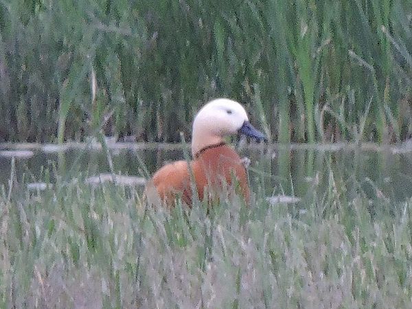 Ànec canyella  - Miqueas Molina