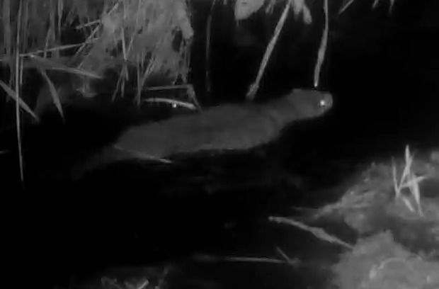 Visó americà  - anònim