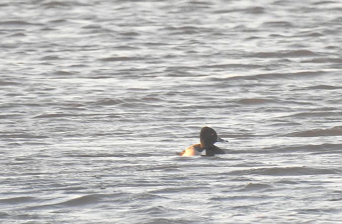 Morell de collar  - Andreu Duclau