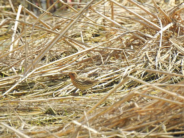 Piula gola-roja  - Andreu Duclau