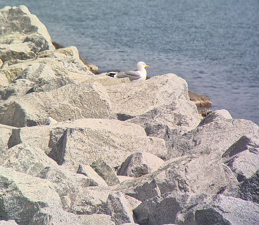 Gavià argentat  - Juan Miguel Díaz