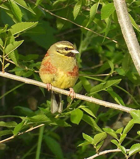 Gratapalles  - Joan Safont