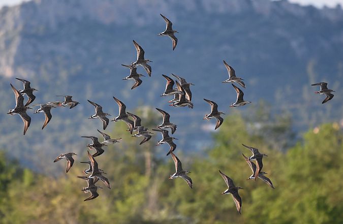 Batallaire  - Marina Pujalte