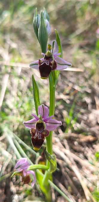 Ophrys indet. group. scolopax  - Enric Bringués