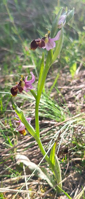Ophrys indet. group. scolopax  - Enric Bringués