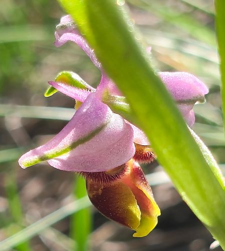 Ophrys indet. group. scolopax  - Enric Bringués