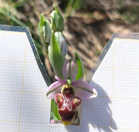 Ophrys indet. group. scolopax  - Enric Bringués