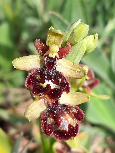 Ophrys passionis x O. speculum  - Enric Bringués