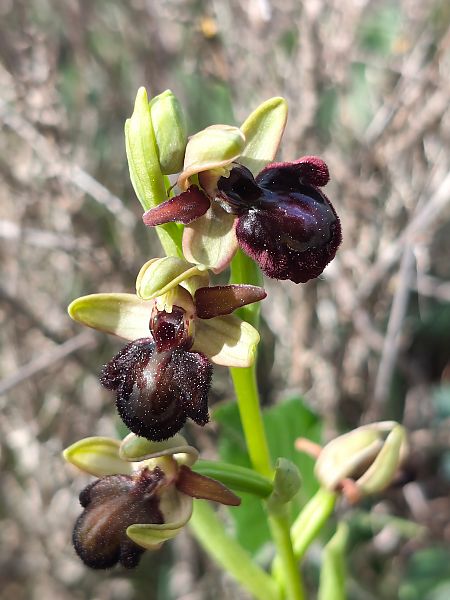 Ophrys passionis x O. speculum  - Enric Bringués