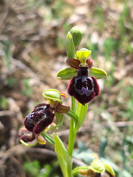 Ophrys passionis x O. speculum  - Enric Bringués