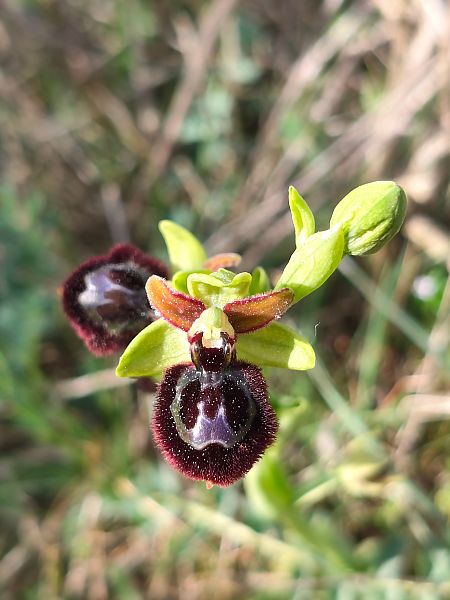 Ophrys passionis x O. speculum  - Enric Bringués