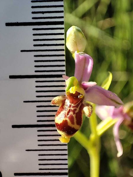 Ophrys picta  - Enric Bringués