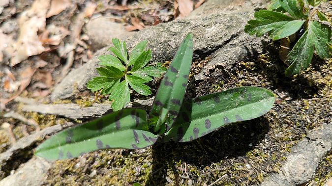 Dactylorhiza sp.  - Enric Bringués
