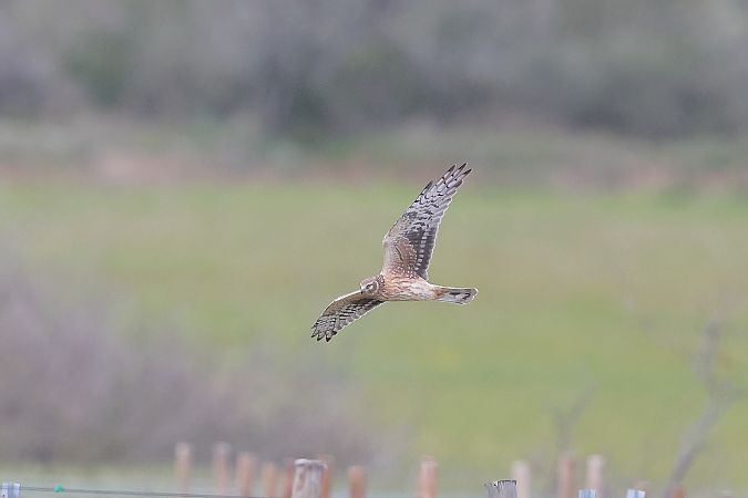 Arpella pàl·lida russa  - Alex Ollé Torner