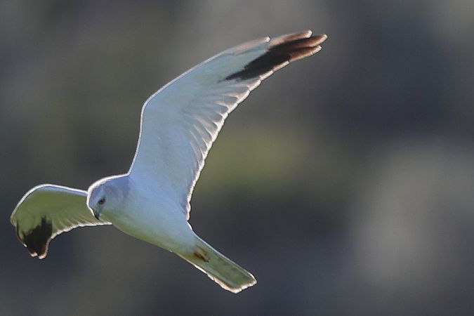 Arpella pàl·lida russa  - Alex Ollé Torner