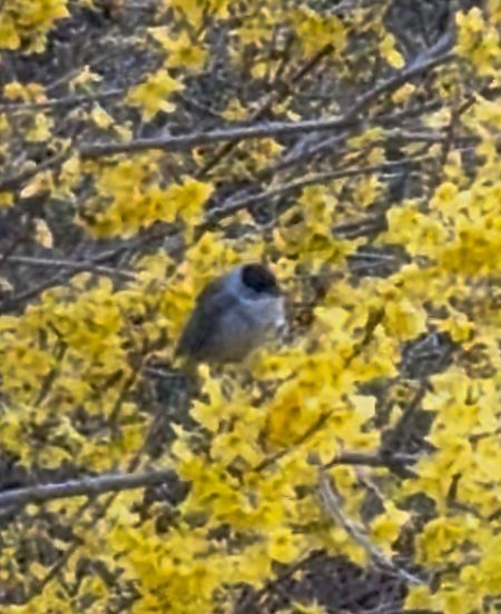 Tallarol de casquet  - Marc Cisa Serra